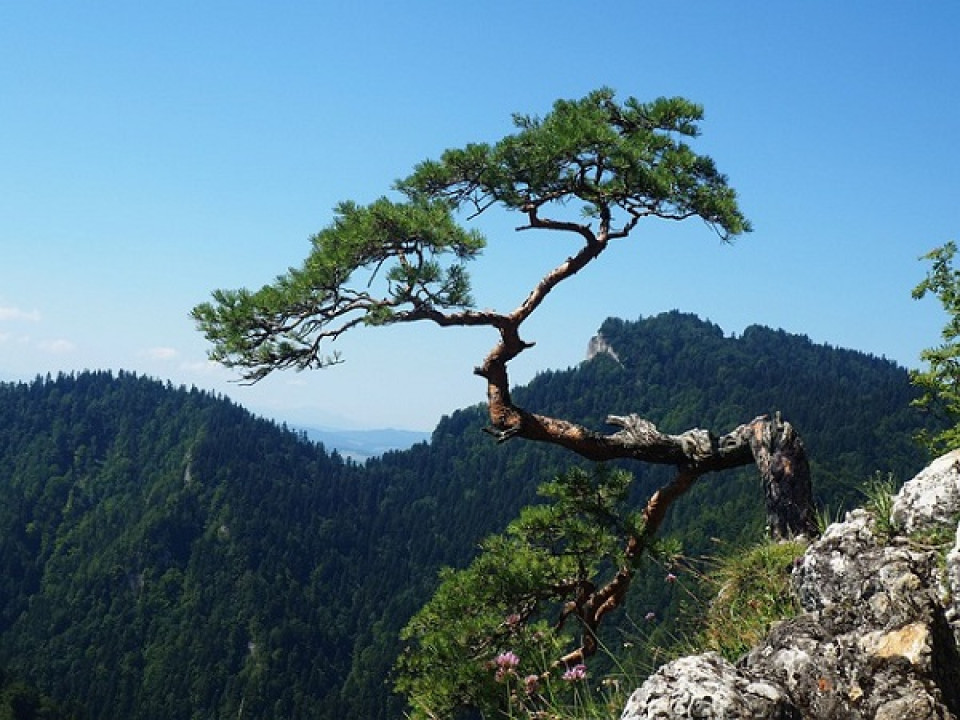 Tree rooted firmly in a rocky cliff climbing towards the sky