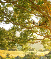 Person up a tree lying across a branch