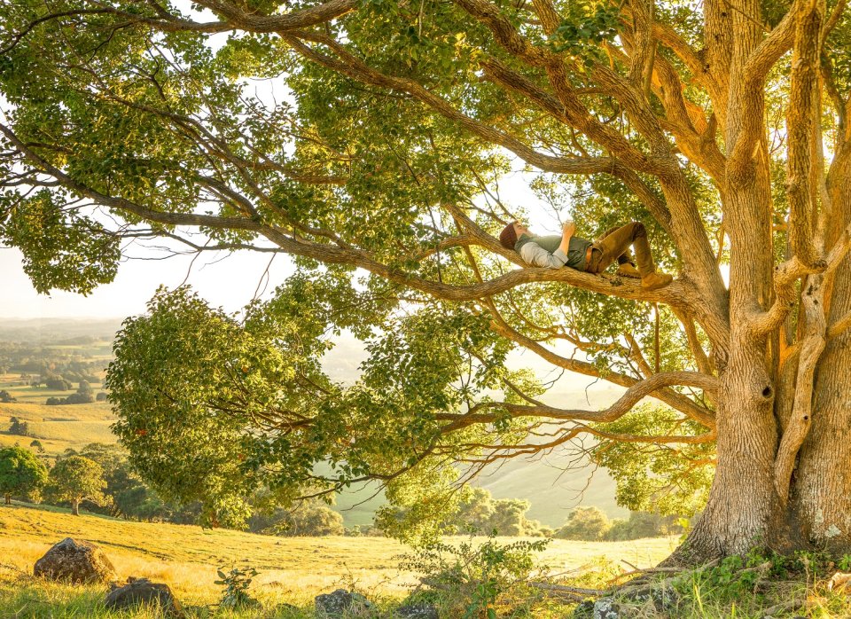 Person up a tree lying across a branch