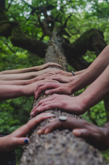 Many pairs of hands on the truck on a tree growing towards the sky
