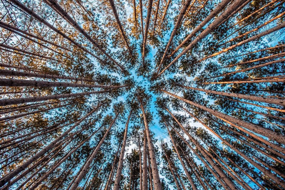 Trees growing into the sky