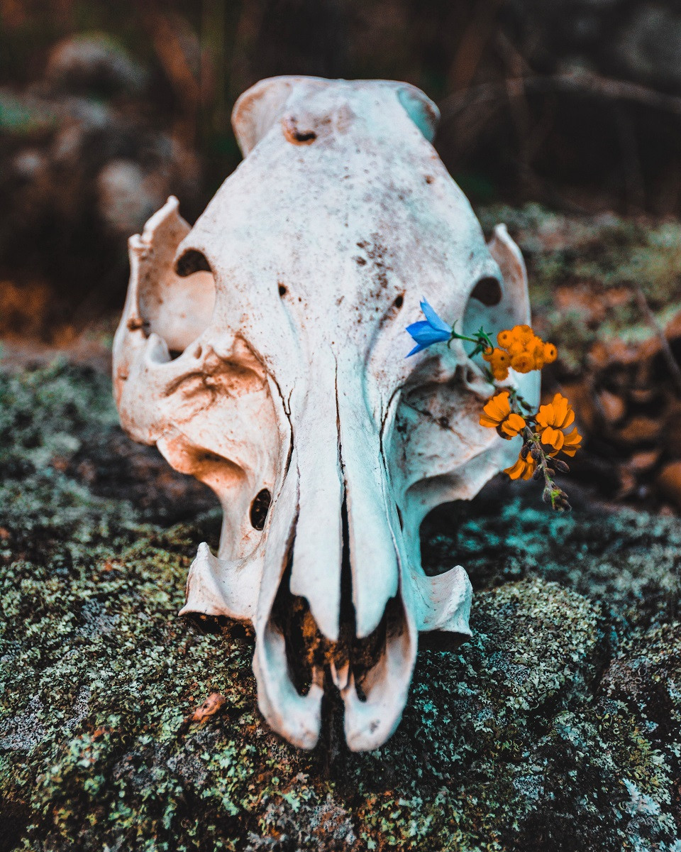Animal bone skull with a flower growing through it