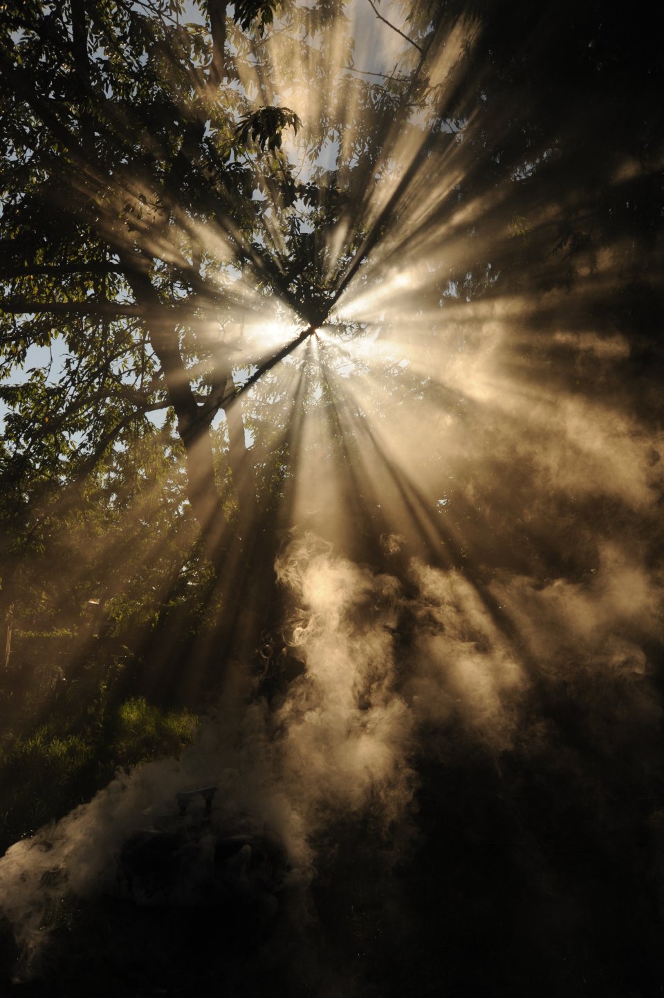 sunlight through trees