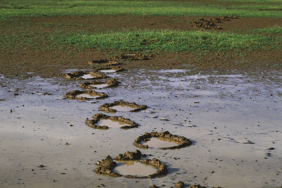Footprints of an elephant in mud