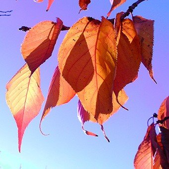 Elements Autumn Leaves