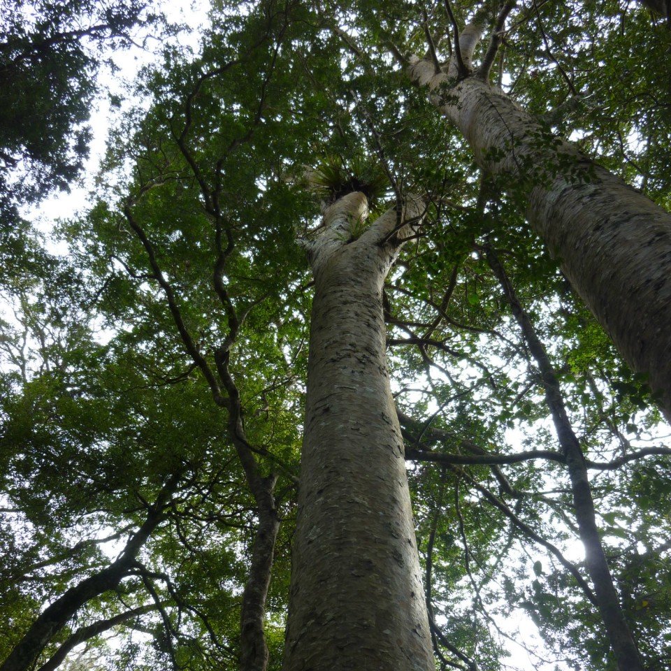 twin kauri at Sudarshanaloka