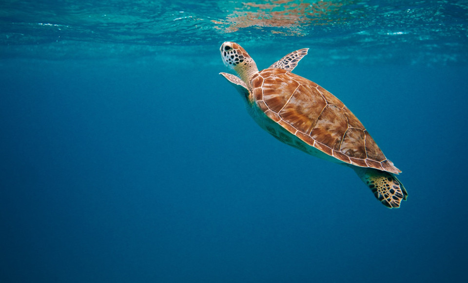 Turtle gliding in the ocean beneath the surface ripples