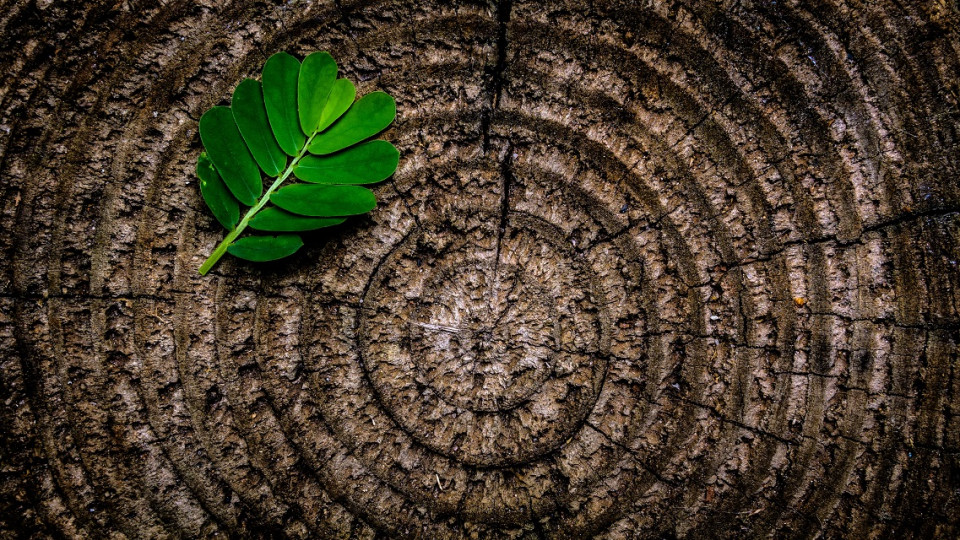 Rings of a tree trunk with a green frond towards the heart of the rings