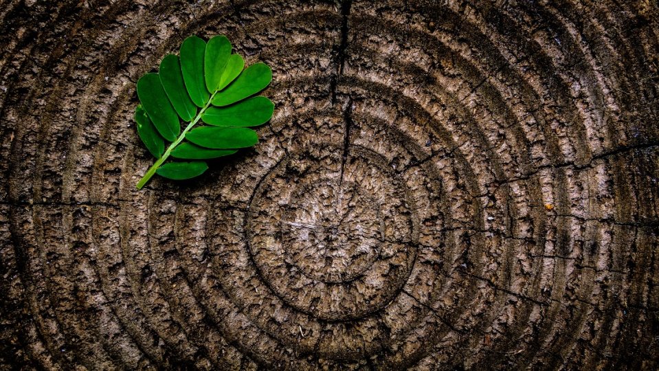 Rings of a tree trunk with a green frond towards the heart of the rings