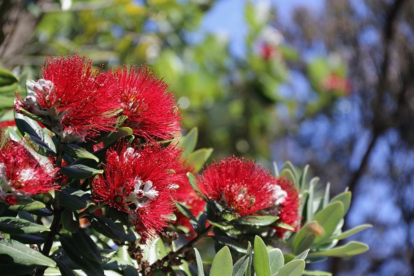New Zealand Christmas tree in bloom
