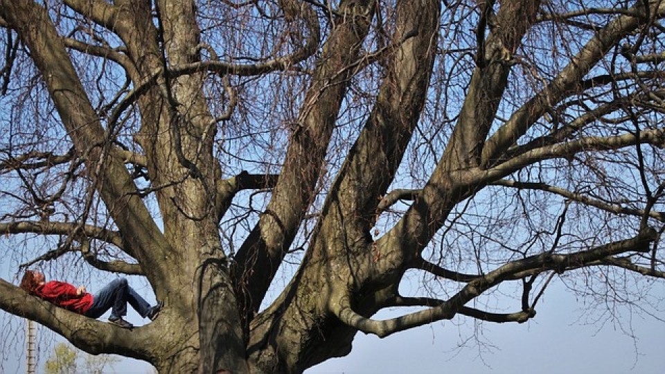 Woman lying on the branch of a tree