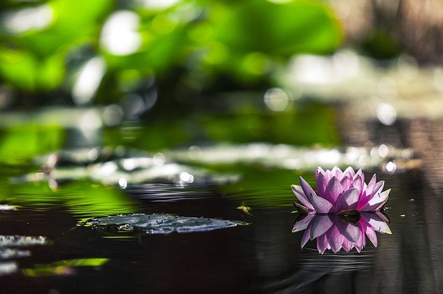 Water Lily