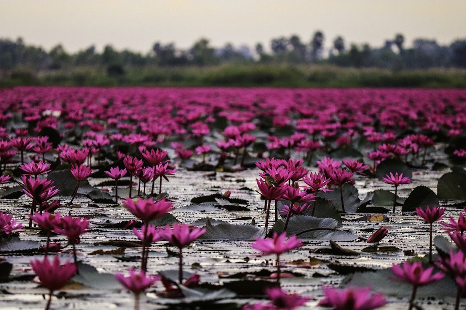 Lotuses blooming in the mud