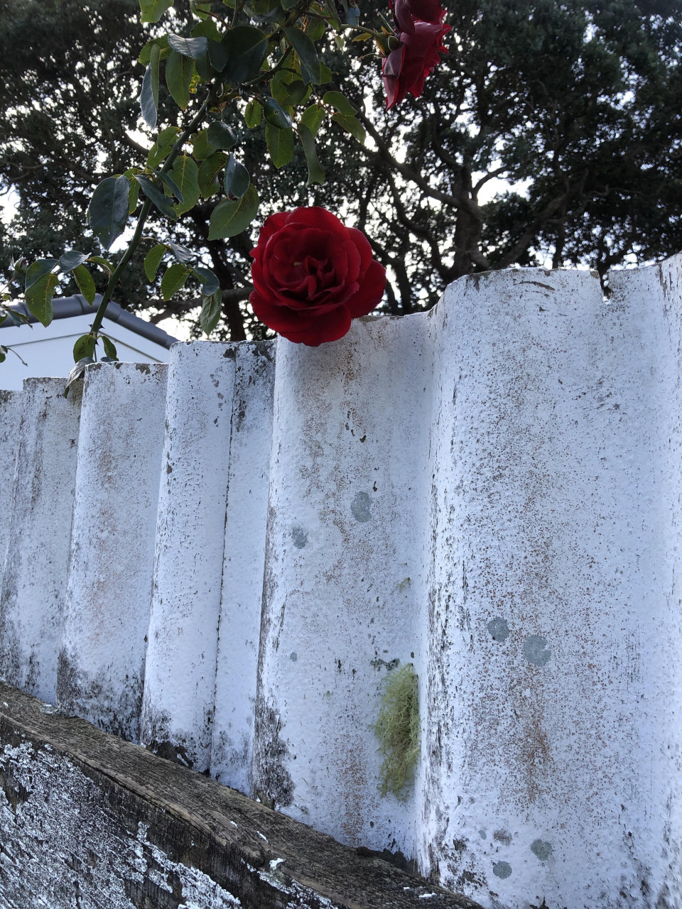Wabi sabi fence and rose