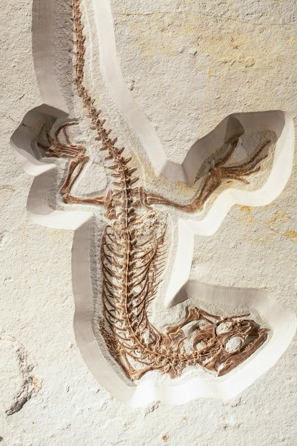 Fossil skeleton in the barren earth in Germany