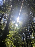 Trees and light (from Taradhi)