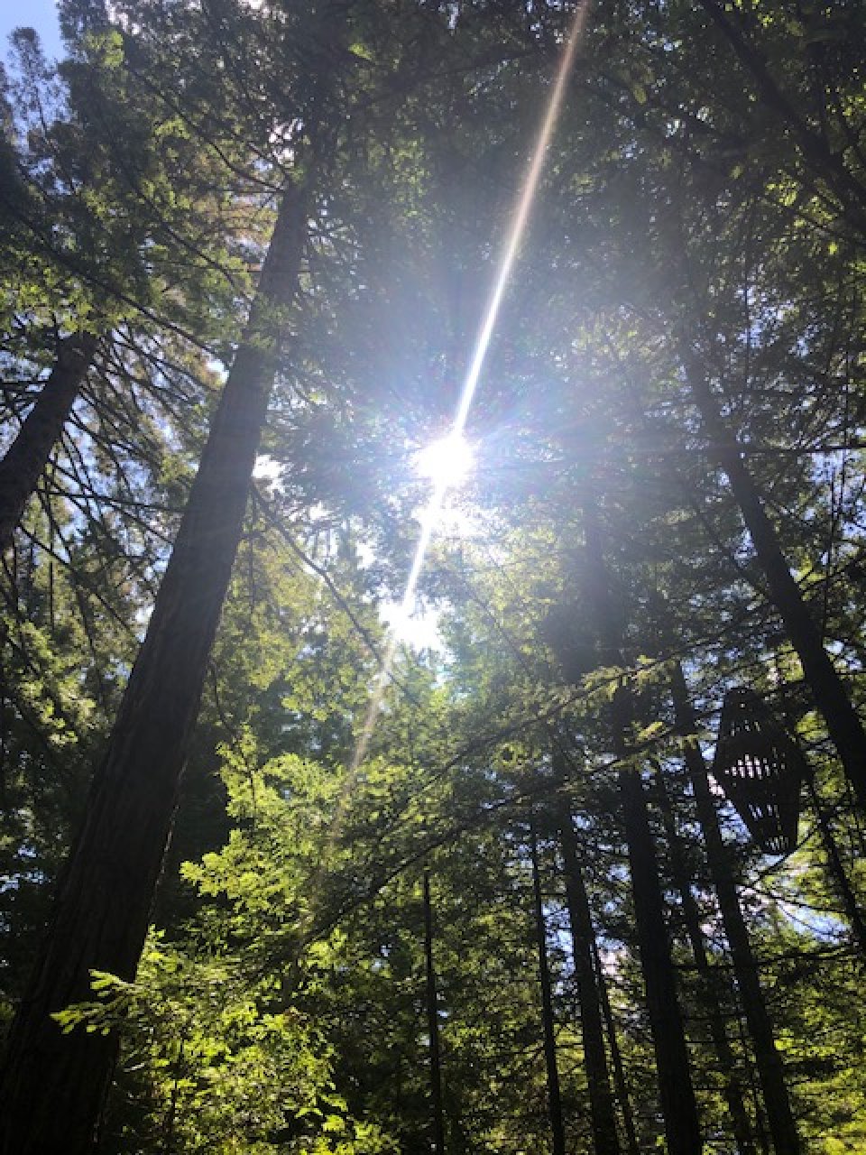 Trees and light (from Taradhi)