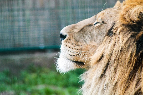 Lion with his eyes closed and head raised majestically to the sky