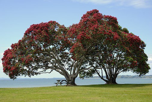 Pokutukawa tree in bloom