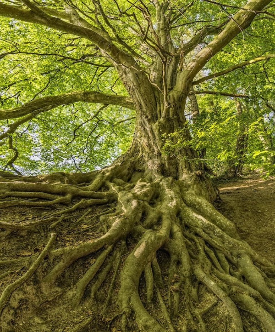 Huge tree with vast roots (Pixabay)