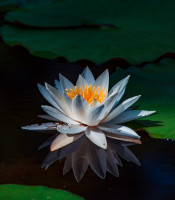A white lotus flower emerging from the dark