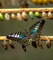 Caterpillars cocoons and a butterfly