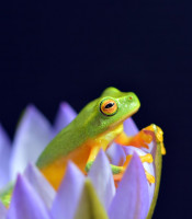 frog in a lotus