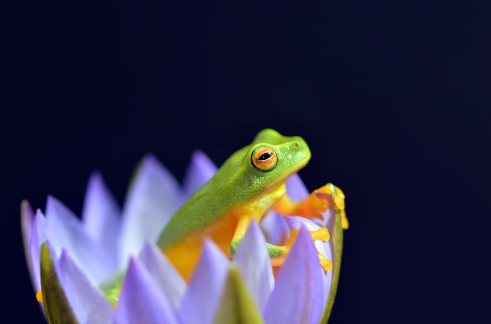 frog in a lotus