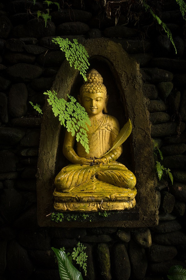 Buddha image amidst ferns