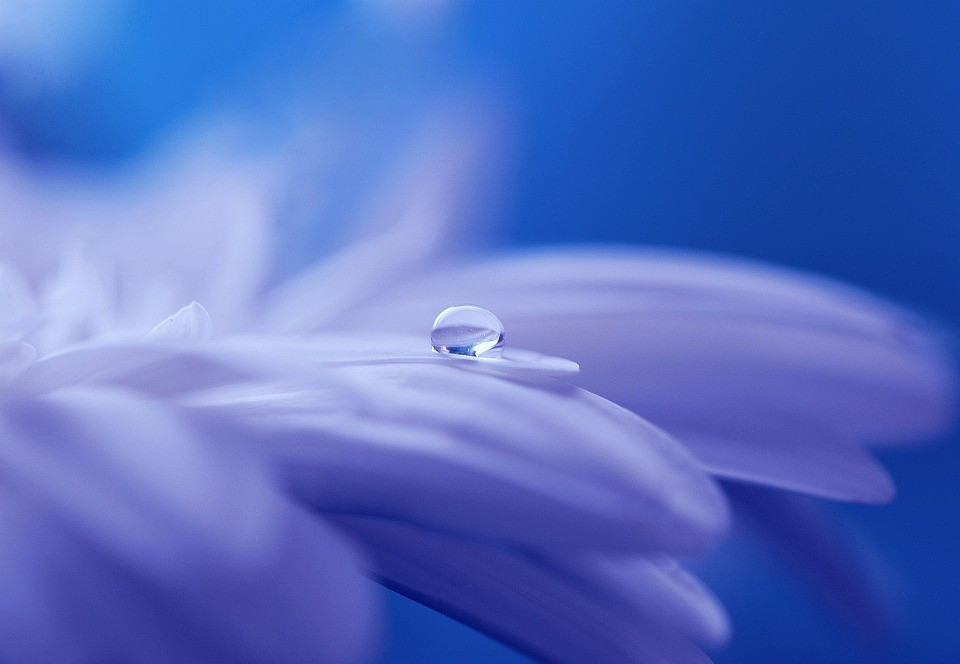 drop of water on flower