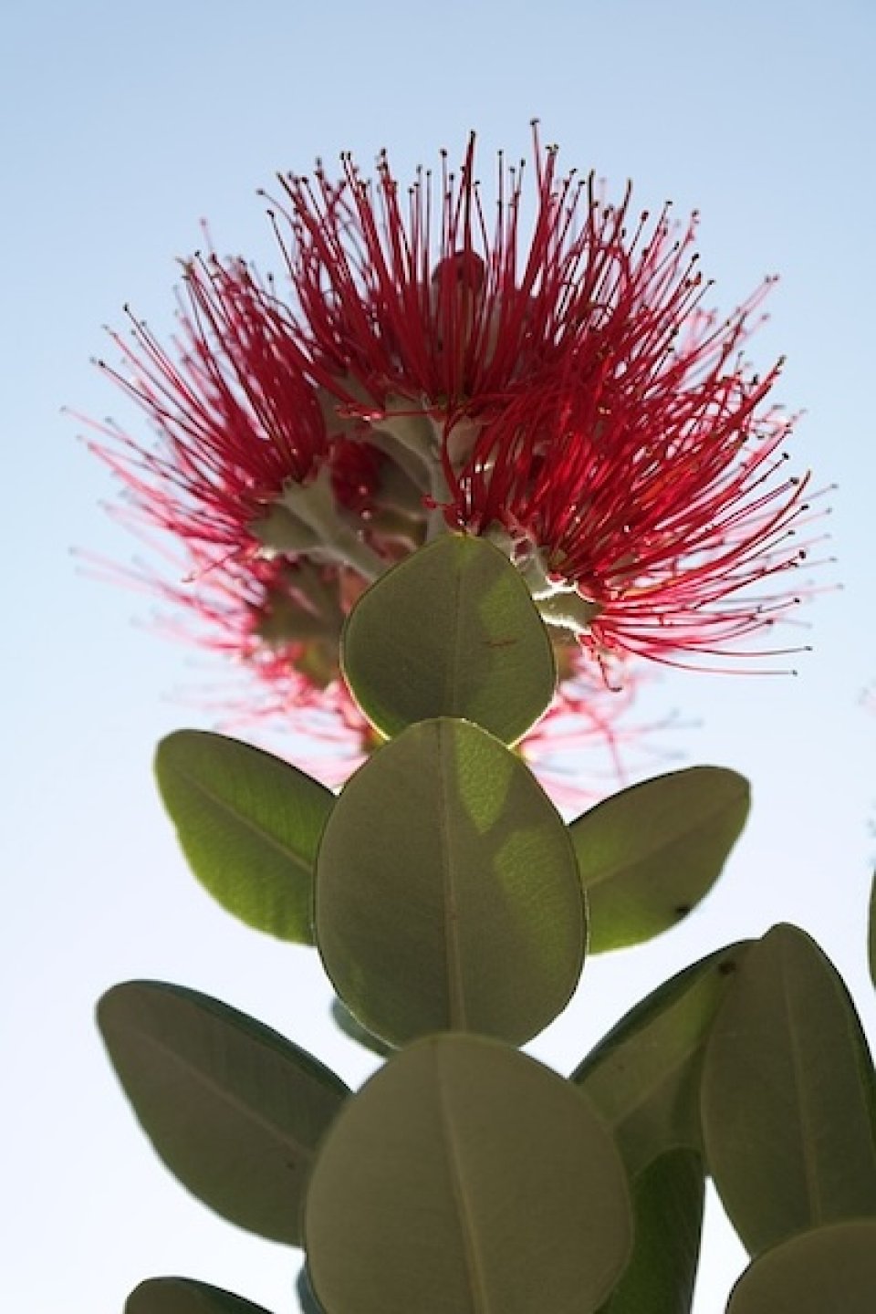 Pohutukawa blossom (Hans on Pixabay)