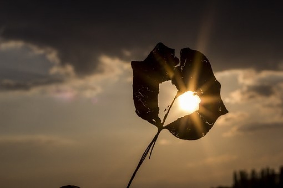 sun through a leaf