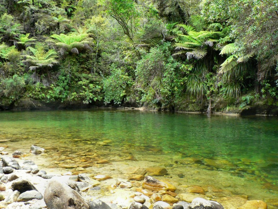 clear forest pool