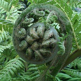 Fern Frond